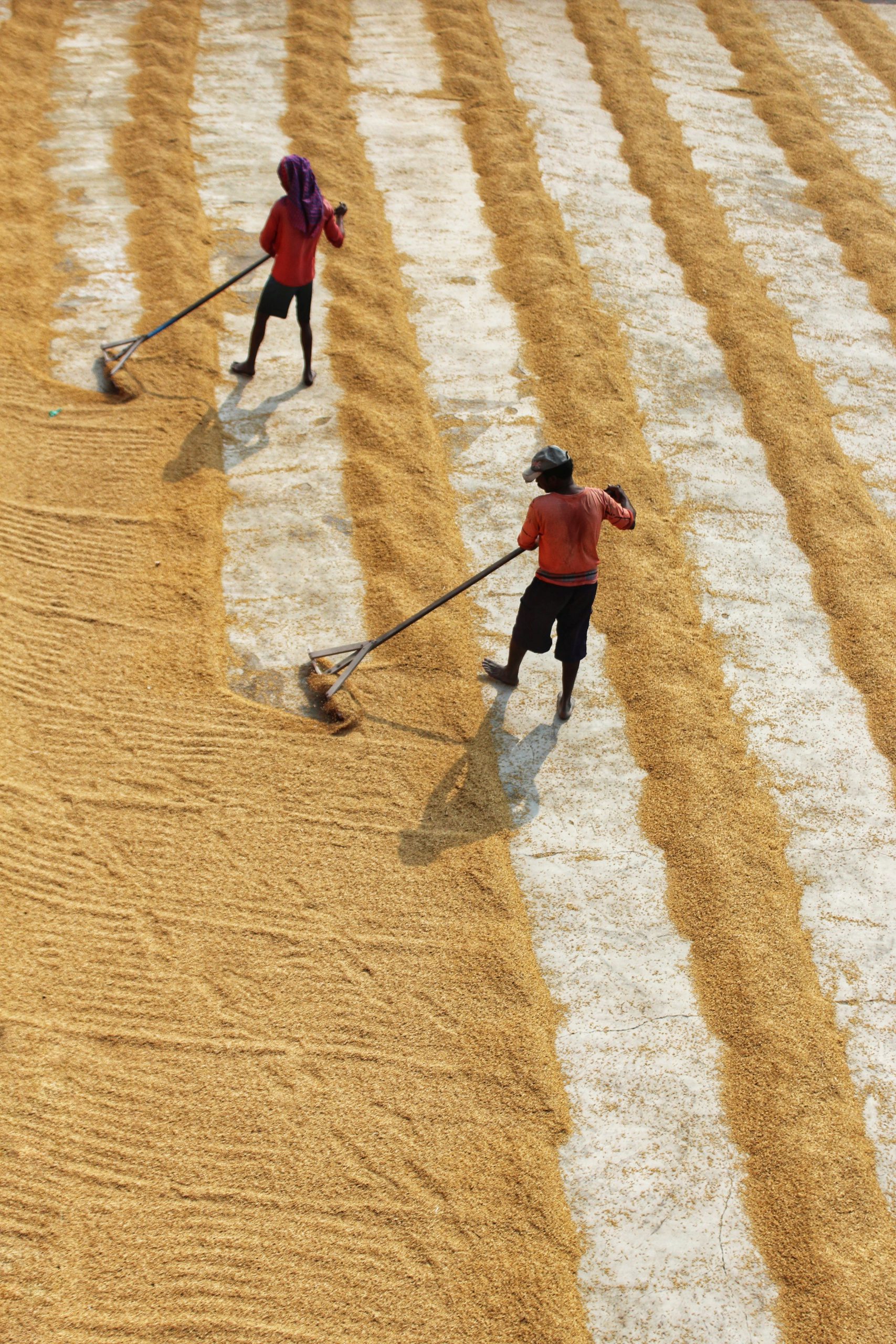 How to form a C-corporation for Rice